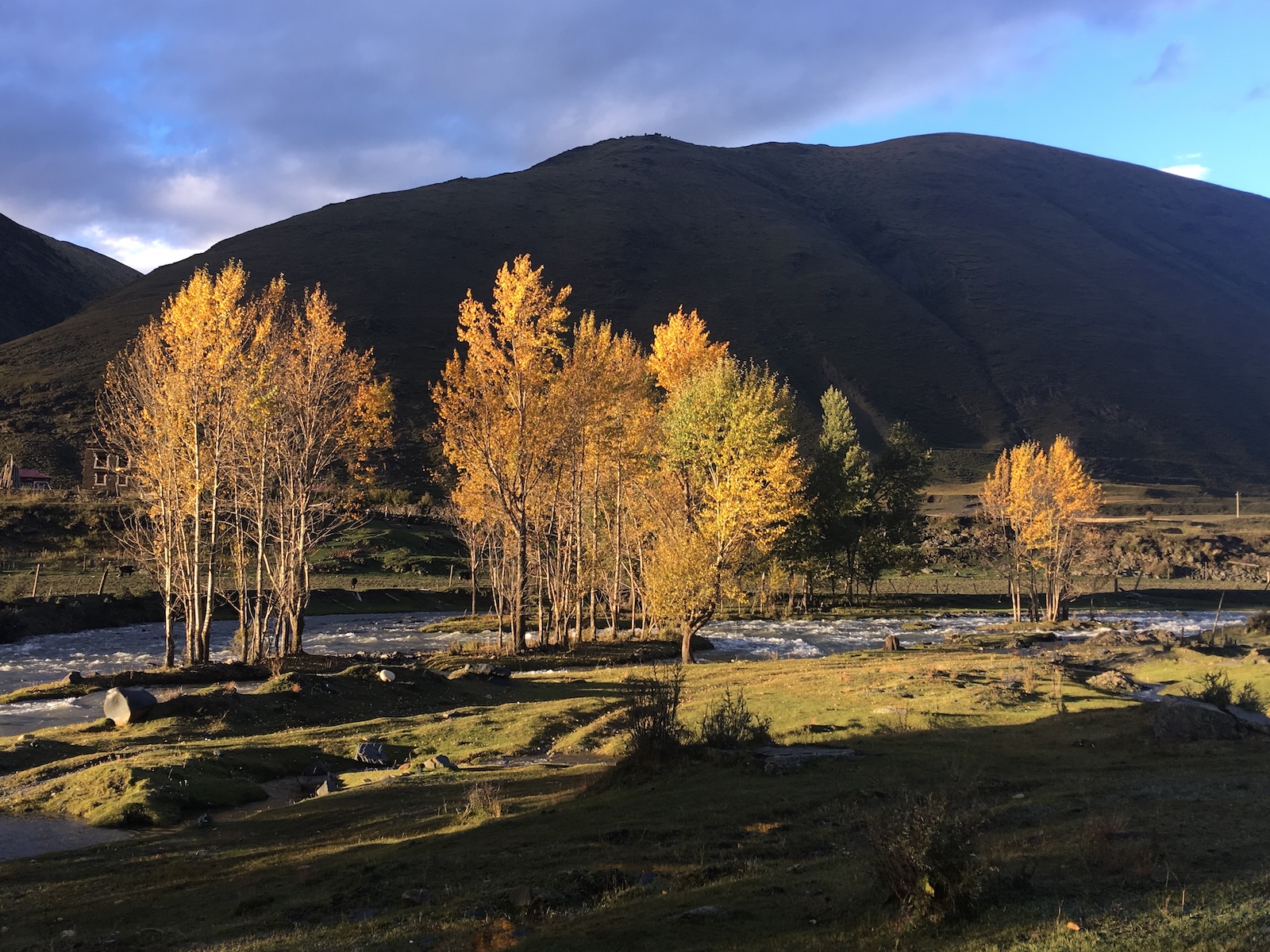 新都桥金色阳光